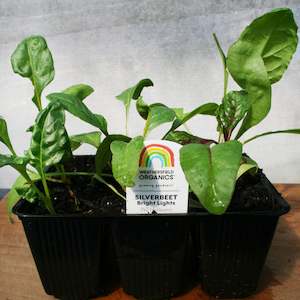 Cruciferous: Silverbeet Bright Lights Seedlings