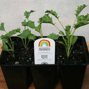 Cruciferous: Kale Squire Seedlings