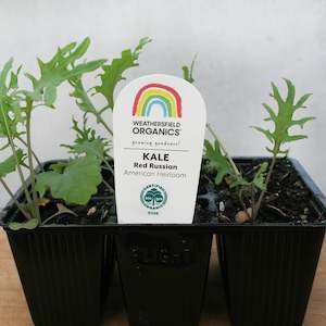 Cruciferous: Kale Red Russian Seedlings