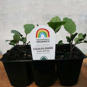 Cruciferous: Cauliflower Violet Sicilian Seedlings