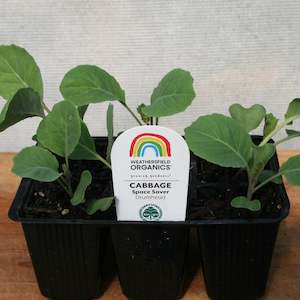 Cruciferous: Cabbage Space Saver Seedlings