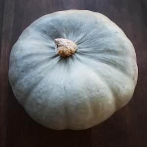 Pumpkin Whangaparaoa Crown Seedling