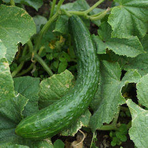 Marrow: Cucumber Telegraph Seedling