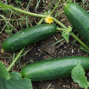 Marrow: Cucumber Lebanese Seedling