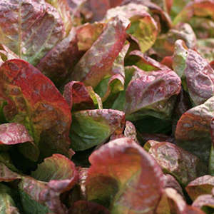 Lettuces: Lettuce Red Cos Seedlings