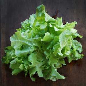 Lettuces: Lettuce Green Salad Bowl Seedlings