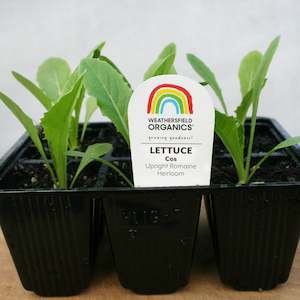 Lettuce Cos Seedlings