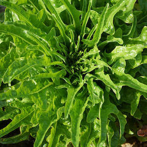 Lettuce Green Oak Leaf Seedlings