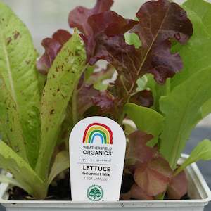 Lettuces: Lettuce Gourmet Mix Seedlings