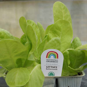 Lettuces: Lettuce Buttercrunch Seedlings