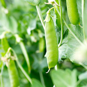 Peas And Beans: Sugar Snap Pea Tall Seedlings