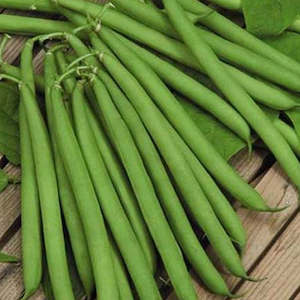 Bean Top Crop Dwarf Seedlings