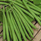 Bean Top Crop Dwarf Seedlings