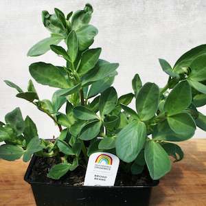 Peas And Beans: Broad Beans Seedlings