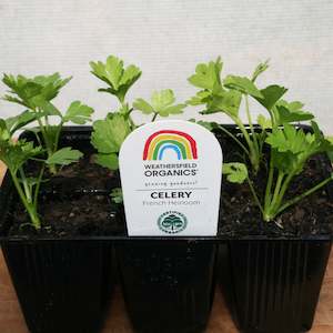 Other Seedlings: Celery Seedlings