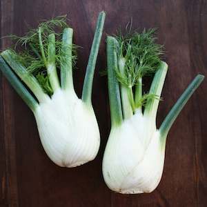 Other Seedlings: Florence Fennel Seedling