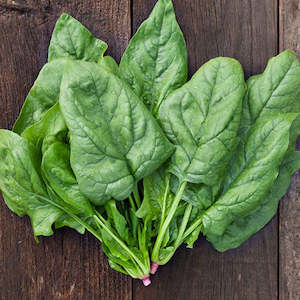 Winter: Spinach Winter Giant Seedlings