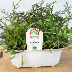 Mesclun Simply Red Seedlings