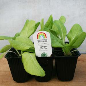 Winter: Lettuce Mini Cos – Little Gem Seedlings