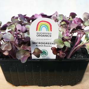 Winter: Microgreens Radish Rambo