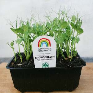 Winter: Microgreens Pea Tasty Tendrils