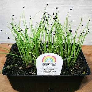 Winter: Onion Pukekohe Seedlings