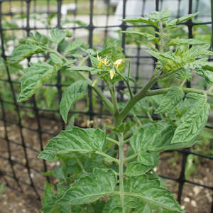 Summer: Tomato Sugar Plum / Red Cherry Seedling