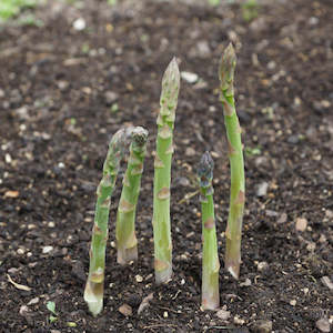 Spring: Asparagus Mary Washington Seedling - third year plant