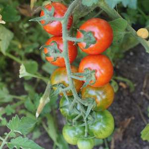 Tomato Bicolour Cherry Seedling