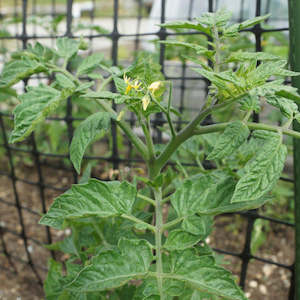 Tomato Black Cherry Seedling