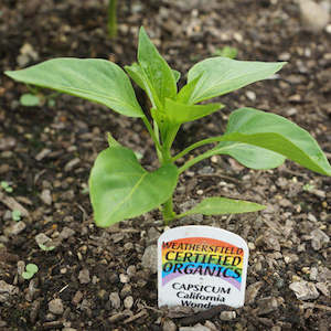 Capsicum Red Seedling