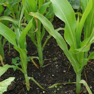 Sweetcorn Seedlings