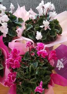 Products: Cyclamen