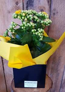 Kalanchoe