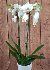 Phalaenopsis