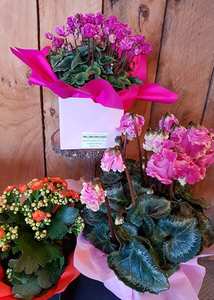 Seasonal flowering plant
