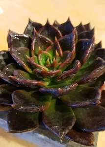 Products: Succulent