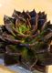 Succulent