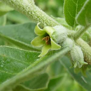 Organic Herbal Tea 1: Ashwagandha Tea