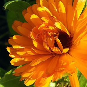 Mother Baby: Calendula Infused Oil