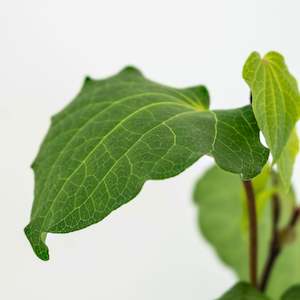 Mother Baby: Gift Voucher