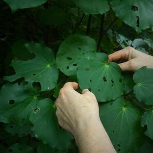 Wellington Apothecary Loves: Wildcrafted Kawakawa Hydrosol