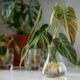 Plant Propagation Workshop