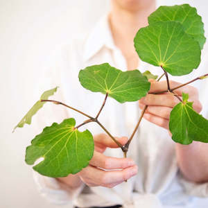 Workshops: The Way of Tea - Workshop