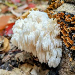 Workshops: Medicinal Mushrooms - An immersive full day workshop with Robert Rogers