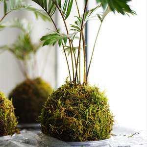 Workshops: Kokedama Workshop