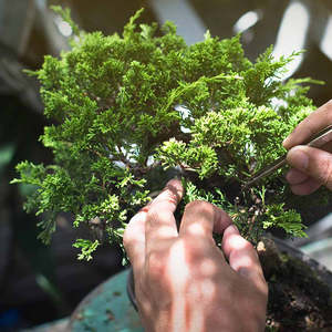 Bonsai Workshop