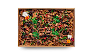 Cantonese Style Shredded Duck Chow Mein Dragons Restaurant