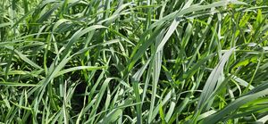 Products: Crown Royal Cocksfoot Cocksfoot and Timothy Wesco Seeds