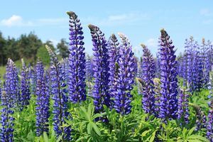 Blue Lupins Cereals Wesco Seeds